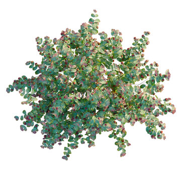 Eugenia uniflora tree plan, top view, cutout, transparent background, isolate, Close-up of lush green leaves with a soft bokeh background - nature stock photo