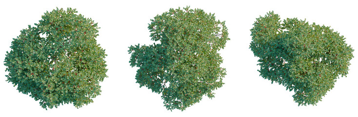 Schinus terebinthifolia tree plan, top view, cutout, transparent background, isolate, Detailed Spruce Tree Branch with Pine Needles, Realistic Forest Element for Design and Backgrounds © Peter Hai