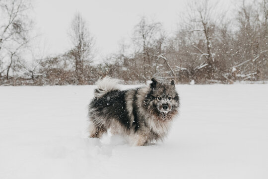 A cute fluffy Keeshond dog playing in the snow in the winter.