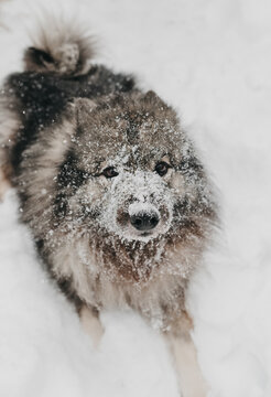 A cute fluffy Keeshond dog playing in the snow in the winter.