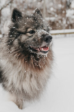 A cute fluffy Keeshond dog playing in the snow in the winter.