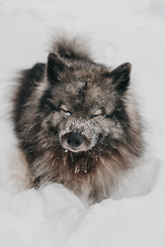 A cute fluffy Keeshond dog playing in the snow in the winter.