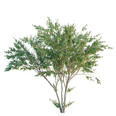 Obraz premium Eugenia uniflora tree, elevation, front view, cutout, transparent background, isolate, Detailed close-up of a lush green tree branch with vibrant leaves, perfect for natural backgrounds
