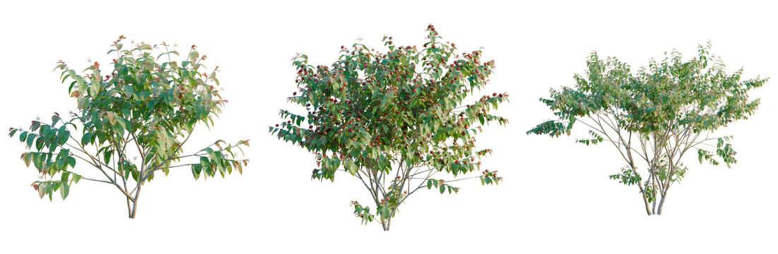 Eugenia uniflora tree, elevation, front view, cutout, transparent background, isolate, Vibrant Green Tree with Reddish Leaves - Lush Foliage and Natural Beauty