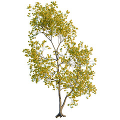 Obraz premium Handroanthus ochraceus tree, elevation, front view, cutout, transparent background, isolate, Detailed Close-Up of a Lush Green Tree Branch with Delicate Leaves and Intricate Texture