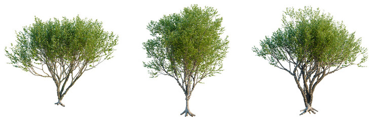 Fototapeta premium Plinia cauliflora tree, elevation, front view, cutout, transparent background, isolate, Realistic Tree with Roots, Detailed Branch Structure, Digital Art, Nature Elements, High Resolution