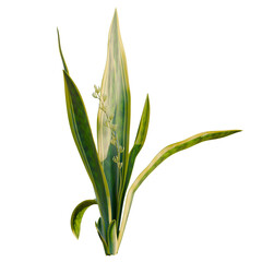 Fototapeta premium Sansevieria trifasciata Laurentii tree, elevation, front view, cutout, transparent background, isolate, Delicate fern fronds with dew drops, close-up botanical photography, macro detail