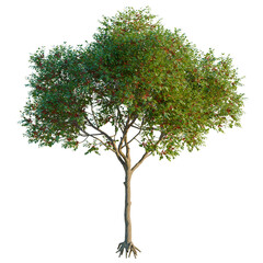 Schinus terebinthifolia tree, elevation, front view, cutout, transparent background, isolate,...