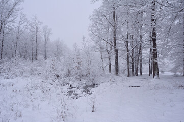 Fototapeta premium Winter forest