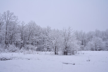 Fototapeta premium Winter forest