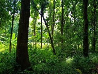 Obraz premium trees in the forest