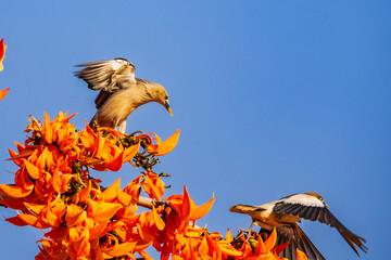 Chestnut-tailed Starling(Stumus malabaricus), beautiful bird on Fllame of the forest(Bastard Teak).