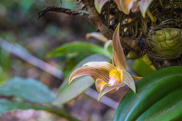 Bulbophyllum lobbii Lindl, Beautiful rare wild orchids in tropical forest of Thailand.