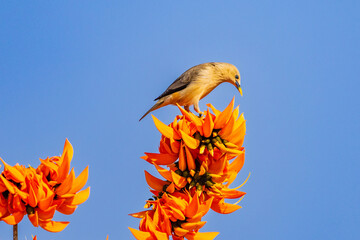 Chestnut-tailed Starling(Stumus malabaricus), beautiful bird on Fllame of the forest(Bastard Teak).