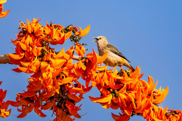 Chestnut-tailed Starling(Stumus malabaricus), beautiful bird on Fllame of the forest(Bastard Teak).