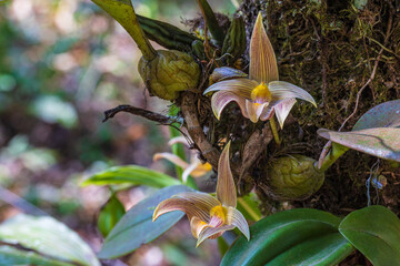Bulbophyllum lobbii Lindl, Beautiful rare wild orchids in tropical forest of Thailand.