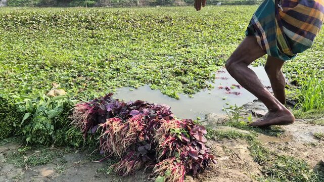 Professional RAW eye level medium wide shot of a farmer carrying bundles of washed red amaranth (Lal Shak) in Bangladesh, 4K UHD 30fps.