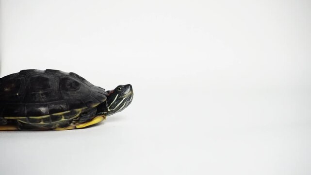 The Brazilian turtle is also known as the ''red-ear slider'' turtle or in Latin ''trachemys scripta elegans''. Isolated on white background