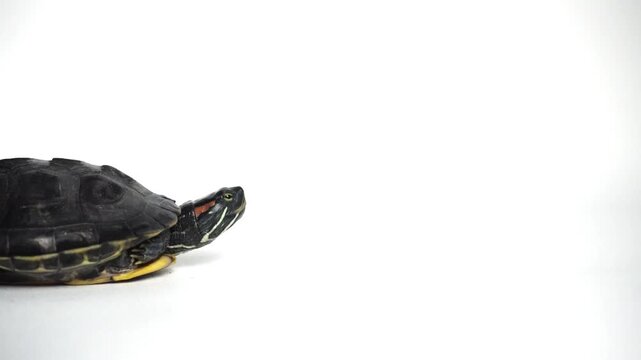 The Brazilian turtle is also known as the ''red-ear slider'' turtle or in Latin ''trachemys scripta elegans''. Isolated on white background