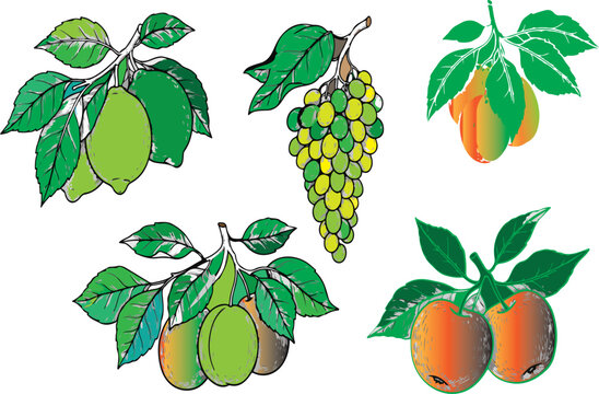 Colorful vector illustration set of fresh fruits and vegetables including apple, strawberry, pear, orange, banana, cherry, lemon, pineapple, grapes, and plum with green leaves in a healthy food collec