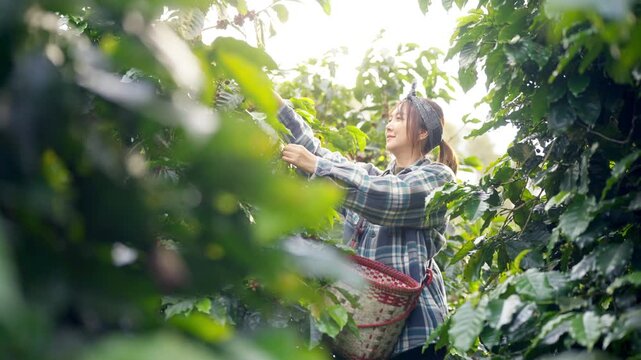 Asian woman coffee farmer harvesting and picking organic ripe red coffee beans at coffee plantation, sustainable agriculture lifestyle and traditional farming in tropical rural environment concept.