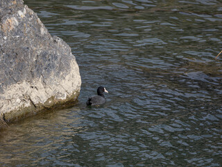 川の岩場を泳ぐオオバン