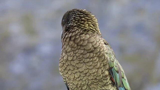 Beautiful video of a parrot in New Zealand fiord lands. Rare kea parrot perched on top of a car in New Zealand mountains, close-up video of an endemic alpine bird with colorful and detailed feathers.