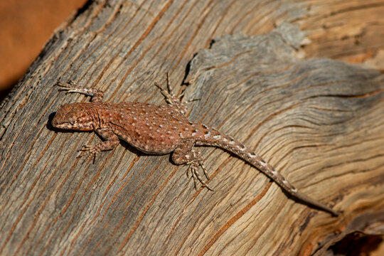 Common Side-blotched Lizard basking on log