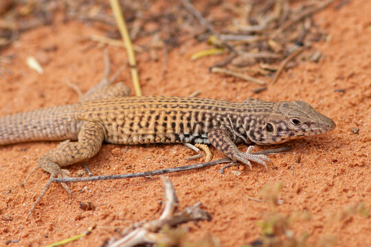 WSestern Whiptail Lizard basking on red sand