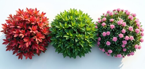Three bushes arranged in a line show variety. One has bright red leaves and small star-shaped flowers. Another is full of lush green foliage. The third bush has abundant pink blossoms.