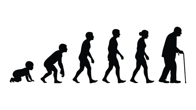 Evolution of human life stages from infancy to old age isolated on white background, Vector