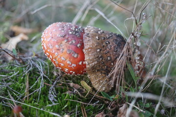  muchomor czerwony Amanita muscaria © Perovskia