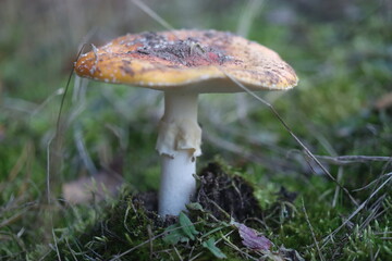  muchomor czerwony Amanita muscaria © Perovskia