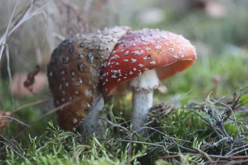  muchomor czerwony Amanita muscaria © Perovskia