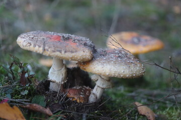  muchomor czerwony Amanita muscaria © Perovskia