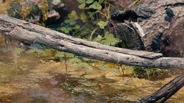 Nature wildlife scene. A colony of ants crosses a murky stream by marching along a fallen log serving as a natural bridge. Close-up of insects navigating dead wood over water.