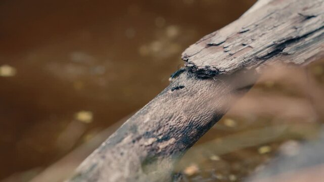 Macro shot of ants walking on a dead wooden branch extending over murky brown pond water. Insects using a natural log bridge to cross the wetland environment.