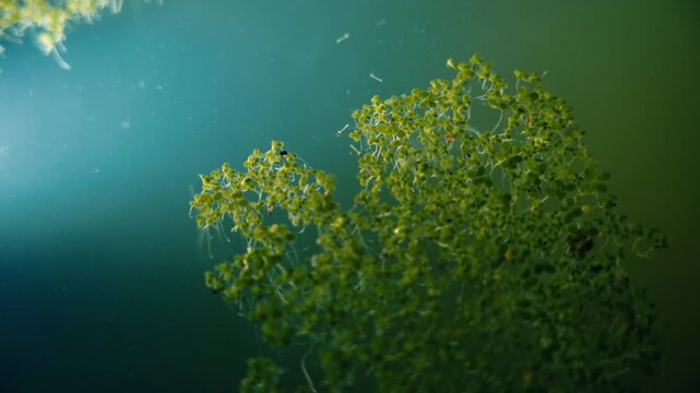 Mosquito larvae swimming in green algae pond water. Underwater macro shot of insects breeding in stagnant turquoise water with aquatic plants. Nature ecosystem details.