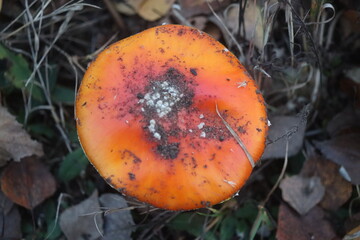  muchomor czerwony Amanita muscaria © Perovskia