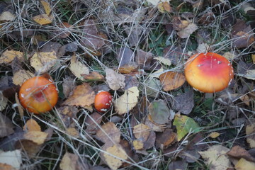  muchomor czerwony Amanita muscaria © Perovskia
