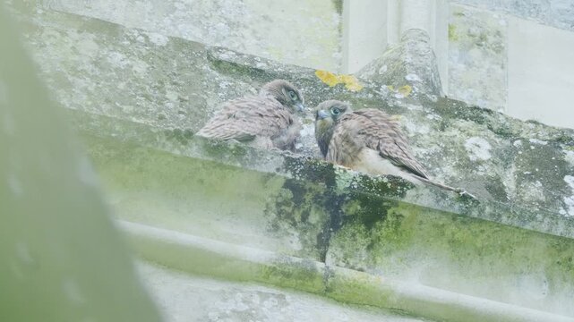 Two juvenile common kestrels interacting on historic church roof in England. Natural behaviour of young birds of prey in urban wildlife environment.
