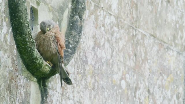 Young common kestrel perched on the ledge of an old stone building, looking around alertly. Natural behaviour of a fledgling bird of prey adapting to an urban nesting site.