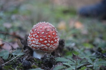  muchomor czerwony Amanita muscaria © Perovskia