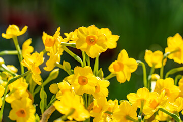 Fototapeta premium Yellow fresh daffodils blooming in garden