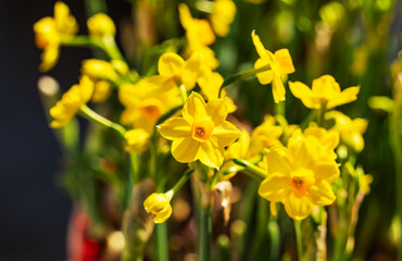 Fototapeta premium Yellow fresh daffodils blooming in garden