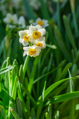 Fototapeta premium daffodils or narcissus blooming for chinese new year