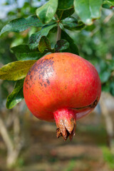 빨갛게 익은 석류과일