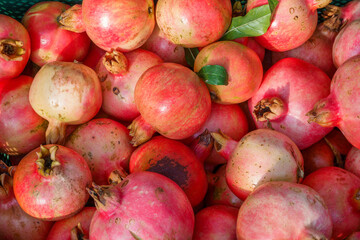 빨갛게 익은 석류과일