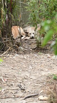 Australian dingoes resting in their habitat.