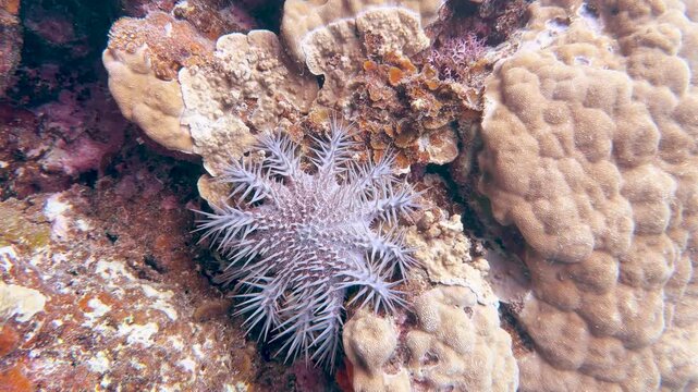 Crown of Thorns Starfish Crawling Over Coral Reef in Palau